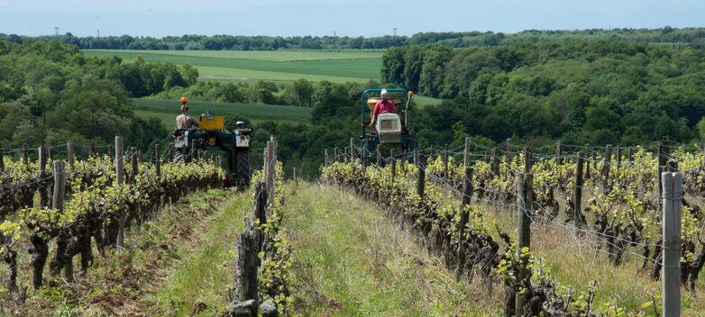 Domaine de Belliviere_Lhomme_2017_credit Stevan Lira (14)