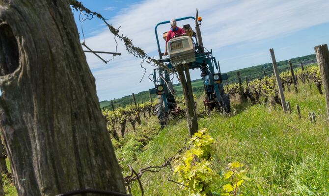 Domaine de Belliviere_Lhomme_2017_credit Stevan Lira (11)