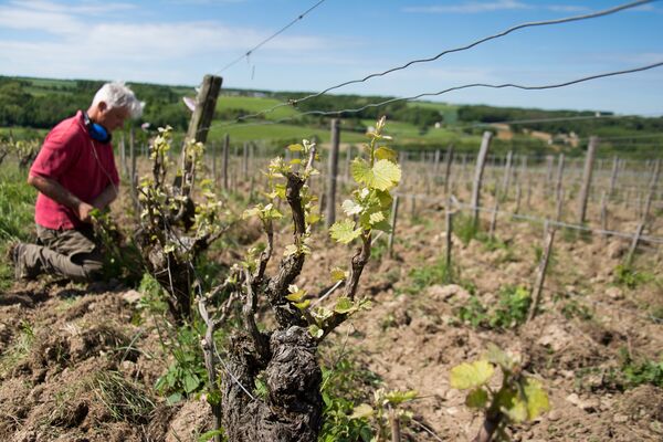 Domaine de Belliviere_Lhomme_2017_credit Stevan Lira (2)