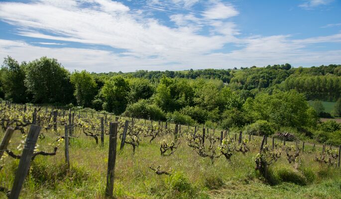 Domaine de Belliviere_Lhomme_2017_credit Stevan Lira (5)