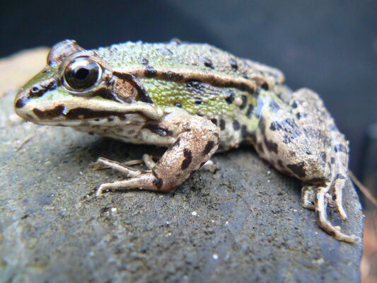Fréquence Grenouille - grenouille Verte Mâle