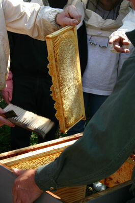 Grain de pollen_anim apiculture (2)