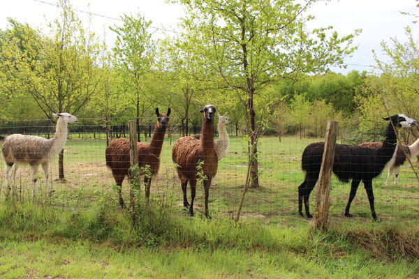 Loire-Valley-Llamas-Lavernat--2-