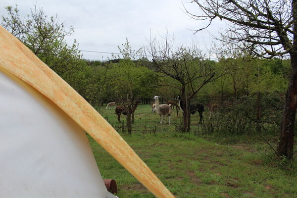 Loire-Valley-Llamas-Lavernat--8-