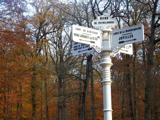 Photos foret (19)
