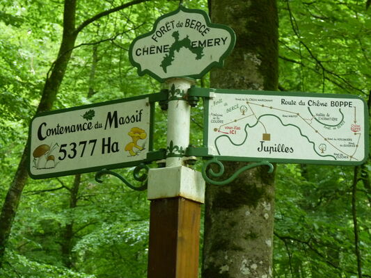 Photos foret (3)