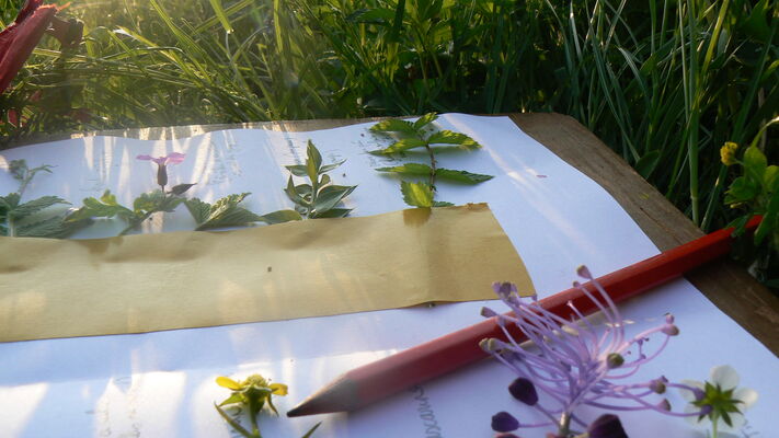 Plante comestibles_Bazouges_030511©cpievsl (11)
