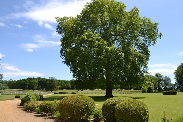 HOT877000115 - Vue du Château
