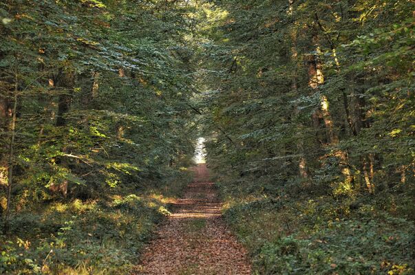 nature-foret-chandelais-baugeenanjou-anjou
