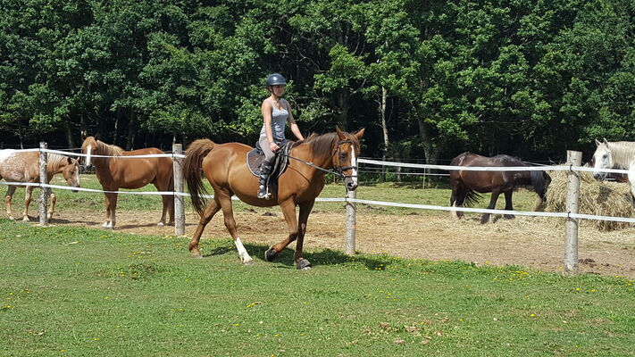 apprendre et progresser toujours au milieu des chevaux