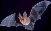 chauve-souris