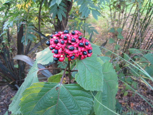 clerodendron