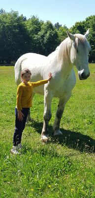 des chevaux et poneys cool