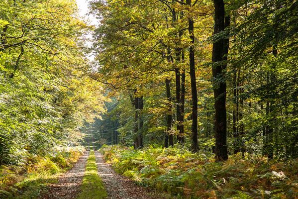 foret-de-berce-sarthe-chemin