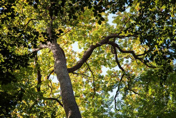 foret-de-berce-sarthe
