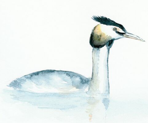 grebe