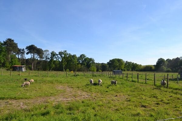 les-moutons