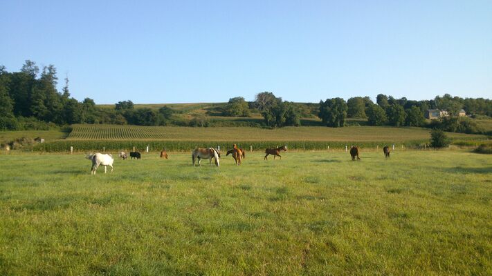 poneys