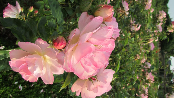 PCU879000490 - rose Gravin M d'Ursel