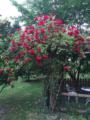 rosier Tonnelle rouge