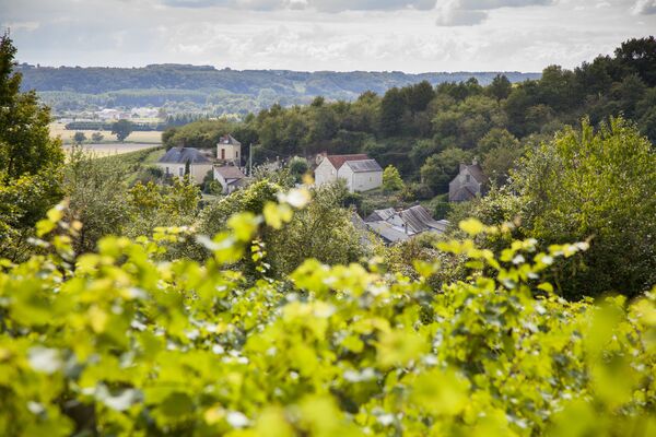 Vignoble_Chahaignes