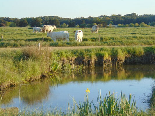 Marais doux