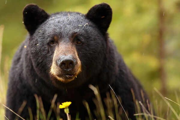 OURS NZM