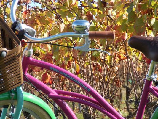Original Vélo Tour - Balade dans les vignes de Pissotte - Pissotte - PDS - 4