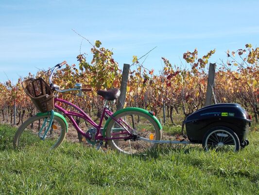 Original Vélo Tour - Balade dans les vignes de Pissotte - Pissotte - PDS - 3