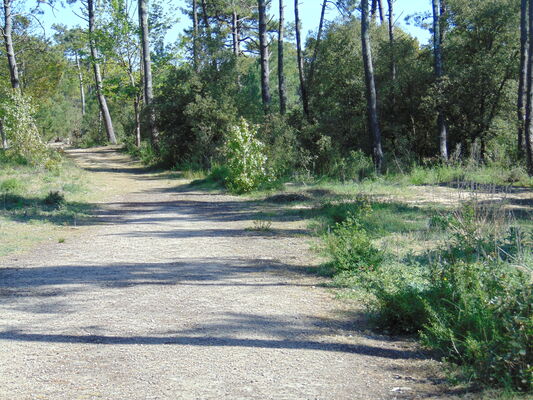 Balades en forêt (2)
