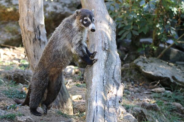 COATI NZM