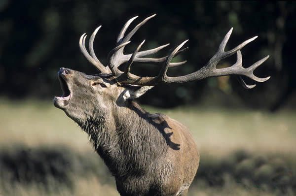 Cerf