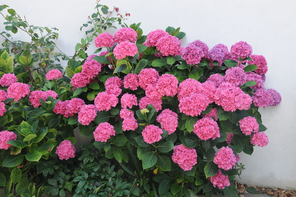 Le Saphir - fleurs