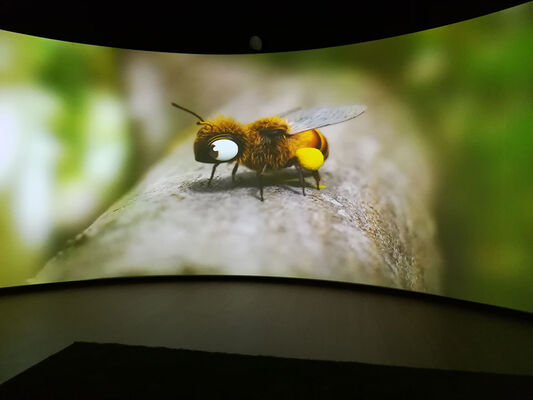 Folie-Finfarine-abeille