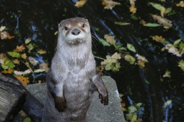 LOUTRE NZM
