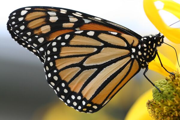 Papillon_monarque