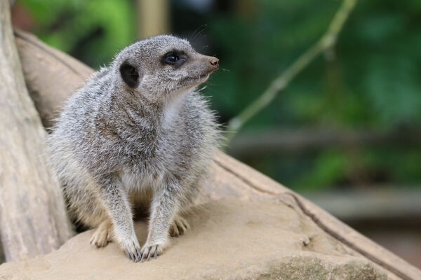 SURICATE NZM