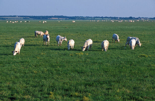 Vaches-sur-le-communal