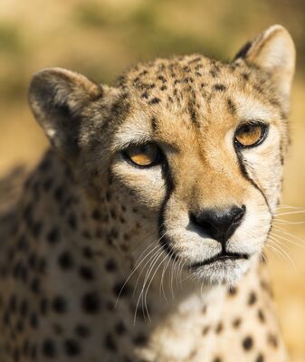 natur'zoo-mervent-85200-1