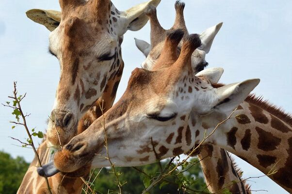 natur-zoo-mervent-girafe-85200