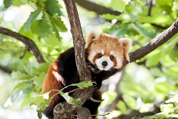 natur-zoo-mervent-panda-roux-85200
