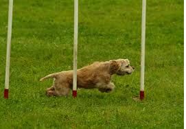 agility