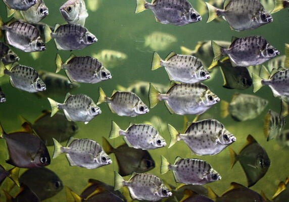 aquarium-vendee-talmont-mangrove