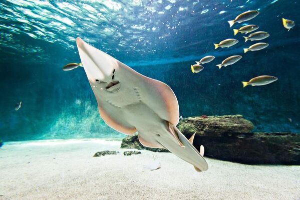 aquarium-de-vendee-talmont-saint-hilaire