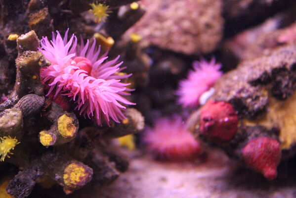 aquarium-vendee-talmont-1
