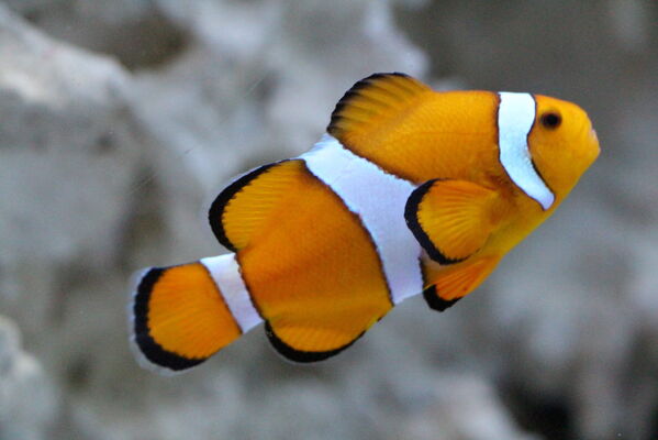 aquarium-vendee-talmont-poisson
