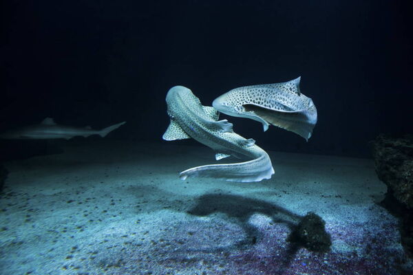 aquarium-vendee-talmont-requin