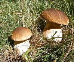 champignons