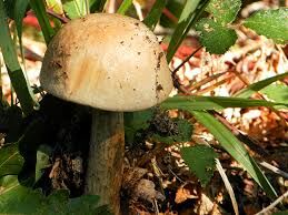 champignons