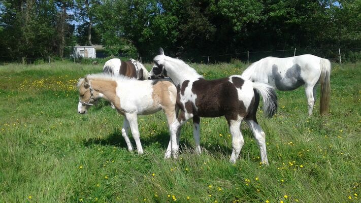 domaine-Epona-l-Aiguillon-sur-Vie--7-